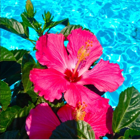 🌸🌴💗🌸🌴💗🌸🌴💗🌸🌴💗🌸🌴💗🌸🌴💗 - Picture 10 of 16